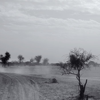 E04 - La soledad de los árboles thumbnail