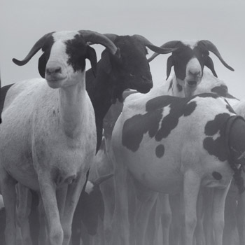 E02 - Nadie se hace pastor thumbnail